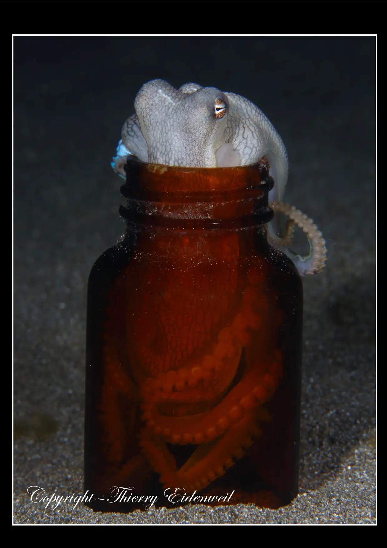 Anilao Macro Dive Media Highlight